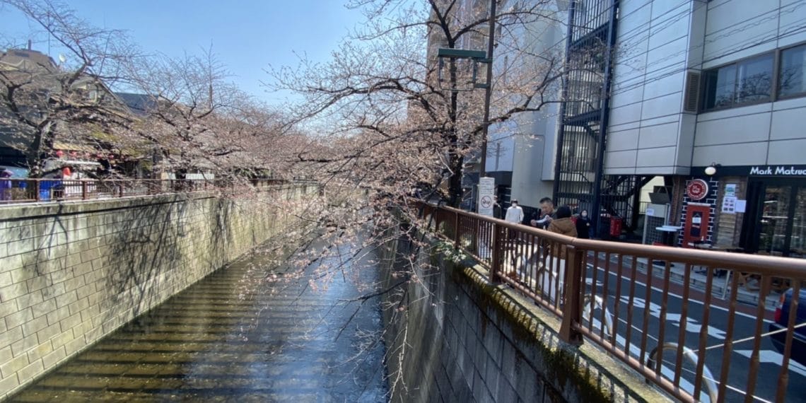 目黒川の桜